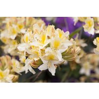 Kategorie <b>Rhododendron </b> - Rhododendron lut.'Daviesii' 60-70 cm