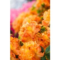 Kategorie <b>Rhododendron </b> - Rhododendron lut.'Gibraltar' 60-70 cm