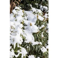 Kategorie <b>Rhododendron </b> - Rhododendron ponticum 'Graziella' 50-60 cm