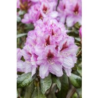 Kategorie <b>Rhododendron </b> - Rhododendron Hybr.'Diadem' 50-60 cm