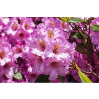 Rhododendron - Rhododendron Hybr.'Scintillation' 50-60 cm