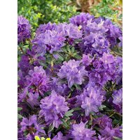 Rhododendron - Rhododendron russatum 'Gletschernacht' 60-70 cm