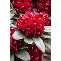 Kategorie <b>Rhododendron </b> - Rhododendron Hybr.'Cherry Kiss' -R- 50-60 cm