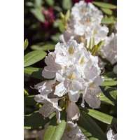 Kategorie <b>Rhododendron </b> - Rhododendron Hybr.'Catawbiense Album' 50-60 cm