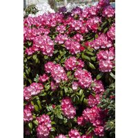 Kategorie <b>Rhododendron </b> - Rhododendron yak.'Morgenrot' 80 cm Stammhöhe