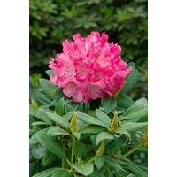 Kategorie <b>Rhododendron </b> - Rhododendron yak.'Graf Anton Günther' 80 cm Stammhöhe