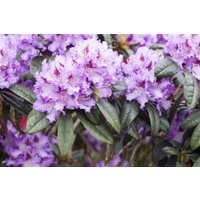Rhododendron - Rhododendron Hybr.'Blue Peter' 60-70 cm