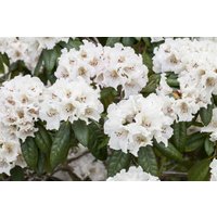 Rhododendron - Rhododendron Hybr.'Bellini' 50-60 cm