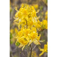 Kategorie <b>Rhododendron </b> - Rhododendron luteum 80-100 cm