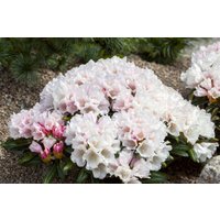 Kategorie <b>Rhododendron </b> - Rhododendron yak.'Edelweiß' 50-60 cm