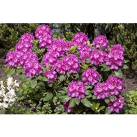 Kategorie <b>Rhododendron </b> - Rhododendron Hybr.'Claudine' 60-70 cm