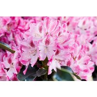 Kategorie <b>Rhododendron </b> - Rhododendron Hybr.'Helen Martin' 60-70 cm