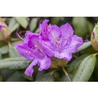 Kategorie <b>Produkt nicht gewünscht </b> - Rhododendron Hybr.'Catawbiense Boursault' 60-70 cm