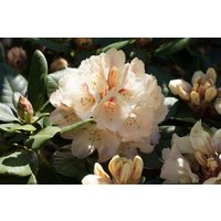 Kategorie <b>Rhododendron </b> - Rhododendron Hybr.'Goldbukett' 60-70 cm
