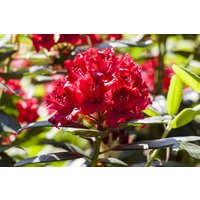 Kategorie <b>Rhododendron </b> - Rhododendron Hybr.'Karl Naue' 60-70 cm