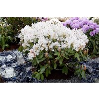 Kategorie <b>Rhododendron </b> - Rhododendron Hybr.'Madame Masson' 60-70 cm