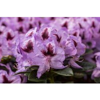 Kategorie <b>Rhododendron </b> - Rhododendron Hybr.'Metallica' 60-70 cm