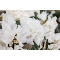 Kategorie <b>Rhododendron </b> - Rhododendron roxieanum var.oreonastes 50-60 cm