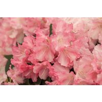Kategorie <b>Rhododendron </b> - Rhododendron yak.'Marlis' 70-80 cm