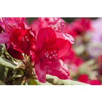 Kategorie <b>Rhododendron </b> - Rhododendron Hybr.'Hachm.Feuerschein' -R- 70-80 cm