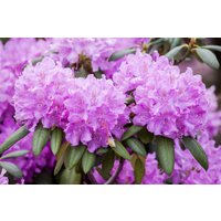 Kategorie <b>Produkt nicht gewünscht </b> - Rhododendron PG 1 'Roseum Elegans' 70-80 cm