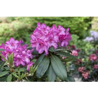 Kategorie <b>Rhododendron </b> - Rhododendron Hybr.'Walküre' -R- 70-80 cm