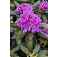 Kategorie <b>Rhododendron </b> - Rhododendron Hybr.'Lee's Dark Purple' 70-80 cm