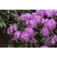 Kategorie <b>Rhododendron </b> - Rhododendron Hybr.'Alfred' 80-90 cm