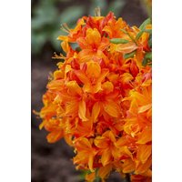 Kategorie <b>Rhododendron </b> - Rhododendron lut.'Klondyke' 80-100 cm