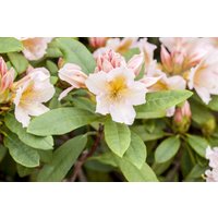 Kategorie <b>Rhododendron </b> - Rhododendron Hybr.'Belkanto' -R- 90-100 cm