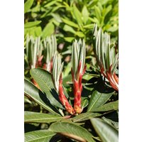 Kategorie <b>Rhododendron </b> - Rhododendron Hybr. traillianum 70-80 cm