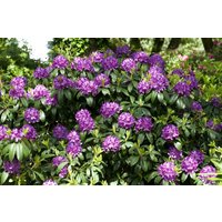 Kategorie <b>Produkt nicht gewünscht </b> - Rhododendron 'Catawbiense Grandiflorum' 90-100 cm