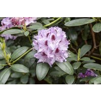 Kategorie <b>Rhododendron </b> - Rhododendron Hybr.'Humboldt' 80-90 cm