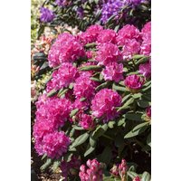 Rhododendron - Rhododendron Hybr.'Catharine van Tol' 100-120 cm
