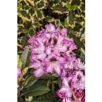 Kategorie <b>Rhododendron </b> - Rhododendron Hybr.'Kokardia' -R- 100-120 cm