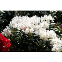 Rhododendron - Rhododendron PG 1 'Cunninghams White' 180-200 cm