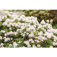 Kategorie <b>Produkt nicht gewünscht </b> - Rhododendron micranthum 'Bloombux' -R- 30-40 cm
