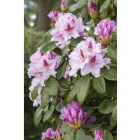 Kategorie <b>Rhododendron </b> - Rhododendron Hybr.'Progres' 40-50 cm