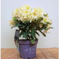 Kategorie <b>Rhododendron </b> - Rhododendron INKARHO ® gelbe Dufthecke 30-40 cm INKARHO