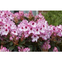 Kategorie <b>Rhododendron </b> - Rhododendron Hybr.'Hachmann's Charmant'-R- 30-40 cm INKARHO