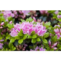 Kategorie <b>Produkt nicht gewünscht </b> - Rhododendron obt.'Rokoko' 40-50 cm