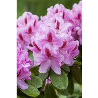 Kategorie <b>Rhododendron </b> - Rhododendron Hybr.'Furnivall's Daughter' 40-50 cm INKARHO