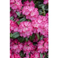 Kategorie <b>Rhododendron </b> - Rhododendron Hybr.'Germania' -R- 40-50 cm INKARHO
