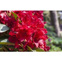 Rhododendron - Rhododendron Hybr.'Rabatz' -R- 40-50 cm INKARHO