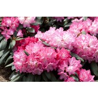 Kategorie <b>Rhododendron </b> - Rhododendron yak.'Anuschka' 30-40 cm INKARHO