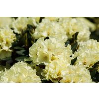 Kategorie <b>Rhododendron </b> - Rhododendron Hybr.'INKARHO-Dufthecke', gelb 40-50 cm INKARHO