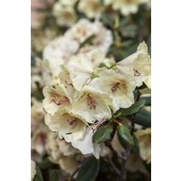 Rhododendron - Rhododendron Hybr.'Viscy' 120-140 cm