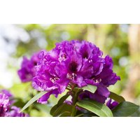 Rhododendron - Rhododendron Hybr.'Rasputin' 50-60 cm INKARHO