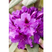 Rhododendron - Rhododendron Hybr.'Azurro' 60-70 cm INKARHO