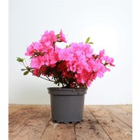 Kategorie <b>Produkt nicht gewünscht </b> - Rhododendron obt.'Rokoko' 25-30 cm